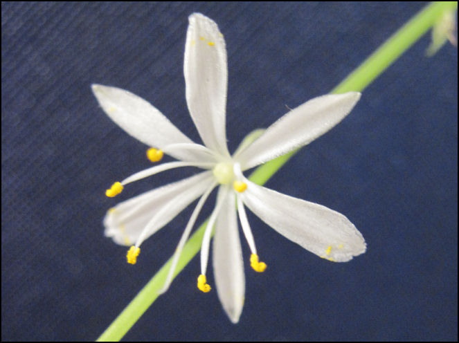 Ephemeral Spider Plant Flower