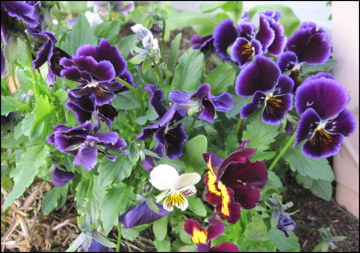Pansies in a Falkland's Garden